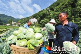 高山蔬菜效益好  乡村振兴产业旺