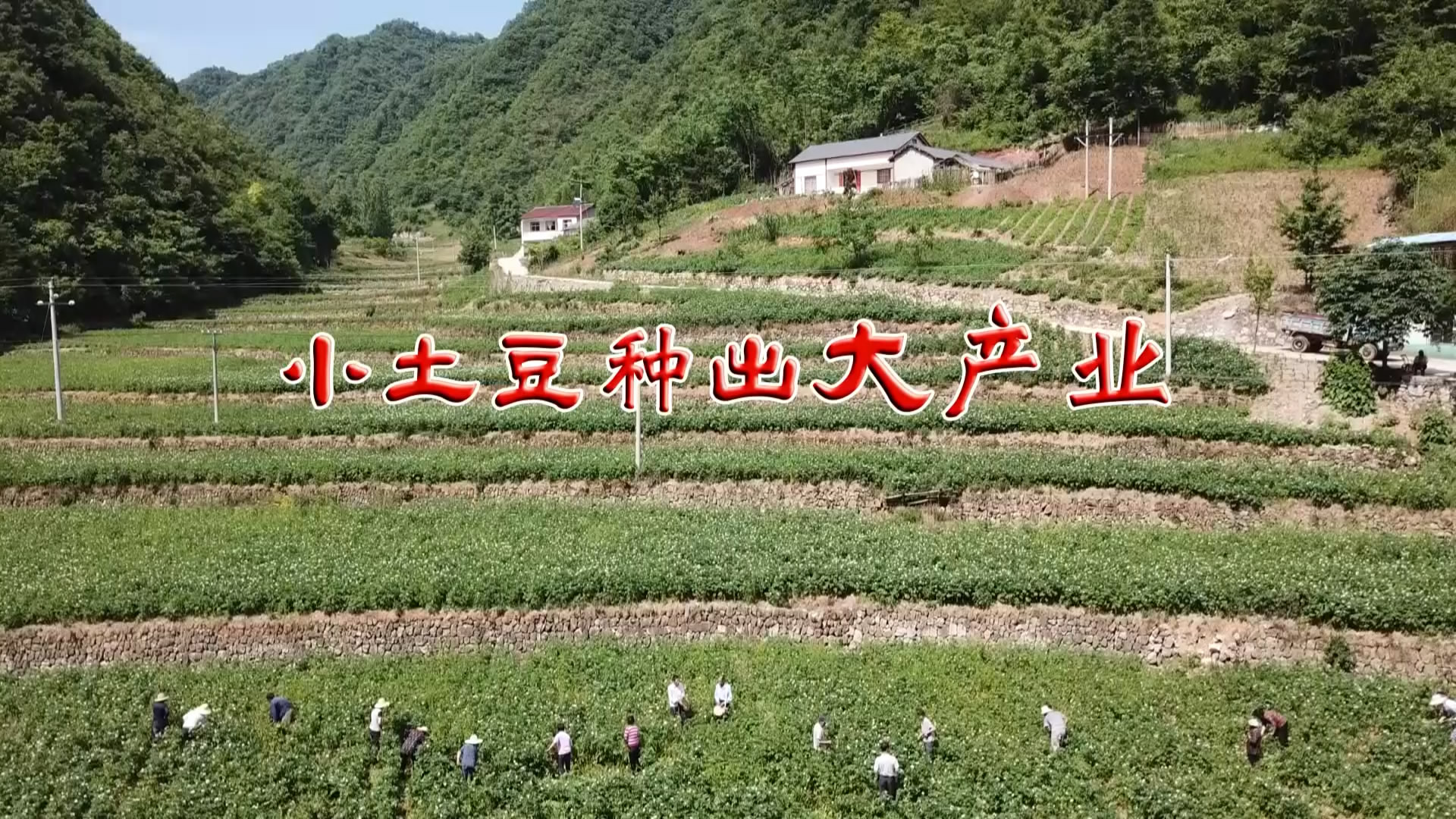 【2018】小土豆种出大产业——马桥镇白果村