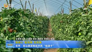 【强信心 稳预期 促发展】龙坪：高山蔬菜鼓起农民“钱袋子”