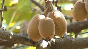 【天凉好个秋 共享丰收乐】山中浆果，“猕”足珍贵！保康这种猕猴桃，甜得透心……