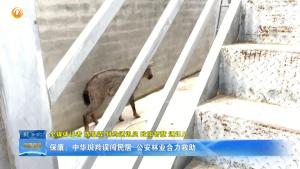 保康：中华斑羚误闯民居  公安林业合力救助