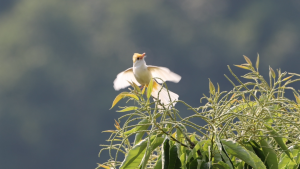 首次发现！罕见白化鸟现身五道峡国家级自然保护区
