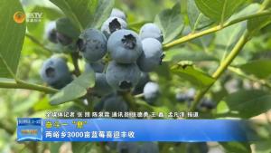 【奋斗一“夏”】两峪乡3000亩蓝莓喜迎丰收