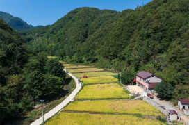 【荆山南北好“丰”景】龙坪镇：高山水稻拓宽群众致富路