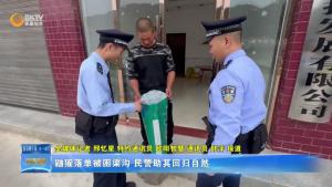 鼬獾落单被困渠沟 民警助其回归自然