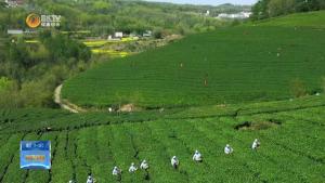 【强信心 稳预期 促发展】保康：茶叶飘香产业旺  走出绿色致富路